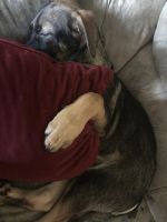 Jr. Needs A Furever Family