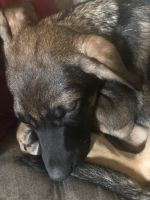 Mixed Puppies for sale in Brock, NE 68320, USA. price: $75