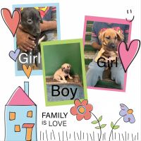 Mixed Puppies for sale in Brooklyn, NY, USA. price: $500