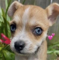 Mixed Puppies for sale in Goose Creek, SC, USA. price: $500