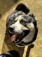 Mixed Puppies for sale in Corona, CA 92880, USA. price: NA