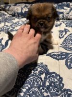 Mixed Puppies for sale in DE-404, Delaware, USA. price: $300