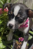 Mixed Puppies for sale in Goose Creek, SC, USA. price: $350