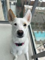 Mixed Puppies for sale in Dallas, TX, USA. price: $350