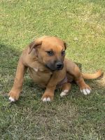 Mixed Puppies for sale in Parfrey Rd, Rochedale South QLD, Australia. price: NA
