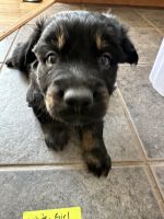 Mixed Puppies for sale in Alturas, CA 96101, USA. price: $350