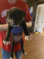 Mixed Puppies for sale in Taylorsville, KY 40071, USA. price: NA