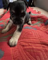 Mixed Puppies for sale in Berrien Springs, MI 49103, USA. price: $100