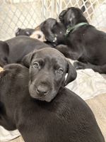 Seven week old puply