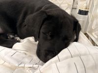 Seven week old puply