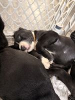 Seven week old puply