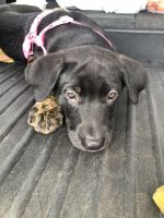 Mixed Puppies for sale in Morristown, TN, USA. price: $185
