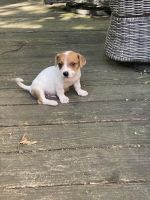 Mixed Puppies for sale in Lancaster, SC 29720, USA. price: $300