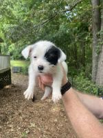 Puppies for rehoming