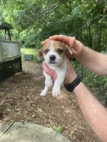 Puppies for rehoming