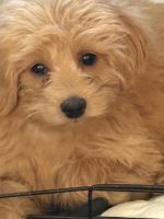 Mixed Puppies for sale in Nampa, ID, USA. price: NA