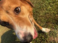 Mixed Puppies for sale in Henderson, TX 75652, USA. price: $25