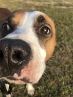 Adoption!!! He Needs a Friend!