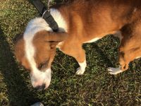 Adoption!!! He Needs a Friend!