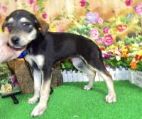 Mixed Puppies for sale in 6931 Calumet Ave, Hammond, IN 46324, USA. price: NA