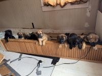 Malinois Mastiff Puppies