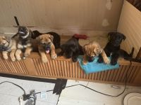 Malinois Mastiff Puppies