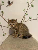 One-of-a-Kind - Exotic Mix