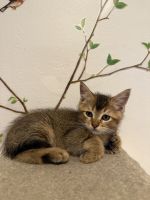 Mixed Cats for sale in Los Angeles, CA 90036, USA. price: $1,000