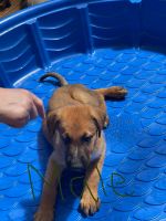 Mixed Puppies for sale in Molalla, OR 97038, USA. price: NA