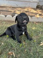 Rehoming lab/pit mix puppies