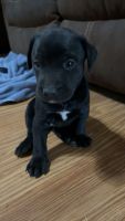 Mixed Puppies for sale in Mesa, AZ, USA. price: NA