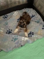 Mixed Puppies for sale in Peabody, MA 01960, USA. price: $900