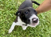 Mixed Puppies for sale in Armada, MI 48005, USA. price: $180