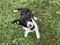 English Shepherd mix puppies