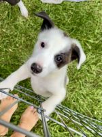 English Shepherd mix puppies