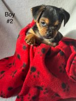 Puppies need rehoming available 7/26/25