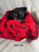 Puppies need rehoming available 7/26/25