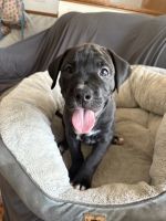 Mixed Puppies for sale in Apple Valley, MN 55124, USA. price: $500