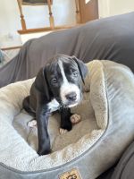 Pitbull/cane Corso puppies seeking furever home