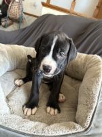 Pitbull/cane Corso puppies seeking furever home