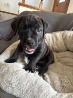 Pitbull/cane Corso puppies seeking furever home