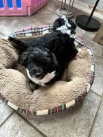 Mixed Puppies for sale in Bremerton, WA, USA. price: $500