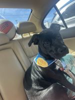 Mixed Puppies for sale in South Attleboro, MA 02703, USA. price: $300