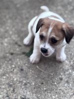 Mixed Puppies for sale in Grand Rapids, MI 49507, USA. price: $300