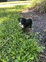 Mixed Puppies for sale in Tampa, FL, USA. price: $300