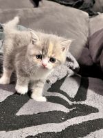 GemischtKatzenzu verkaufen in Köln, Deutschland. Preis: 300 EUR