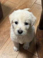 Mixed Puppies for sale in Huntsville, AL, USA. price: $300