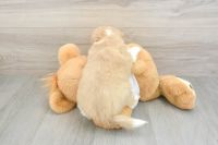 The cutes Aussiechon