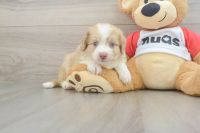 Mixed Puppies for sale in Jackson, TN, USA. price: $1,700