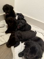 Mixed Puppies for sale in Cornwall, NY 12518, USA. price: $1,000